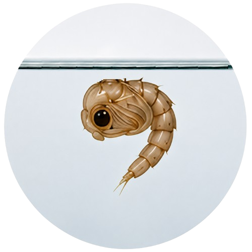Nymphe de moustique