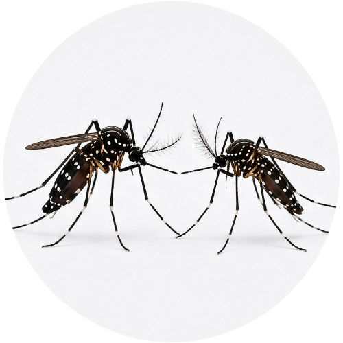 Accouplement de moustiques