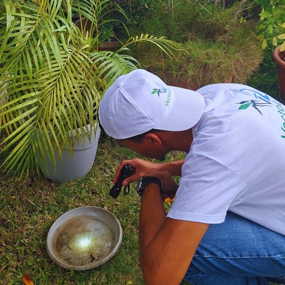 Lutte anti-moustique en Guadeloupe - Intervention VECTOLAB