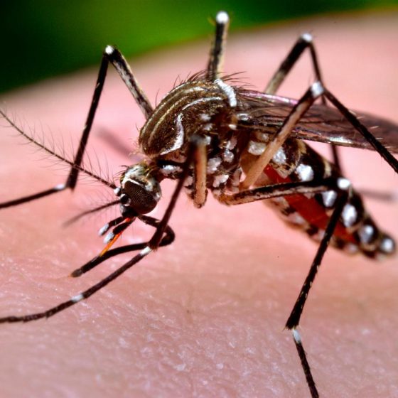 Risque moustique en Guadeloupe | Comprendre, prévenir et agir avec VECTOLAB